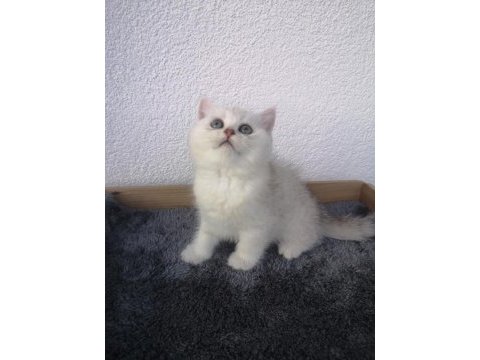 Harika silver erkek scottish straight yavrumuz