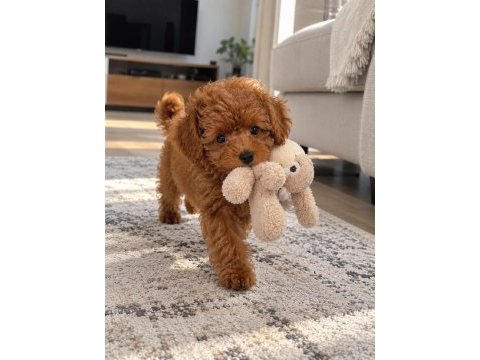Safkan toy poodle köpekleri