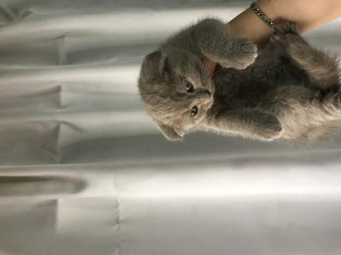 47 günlük yavru kedi