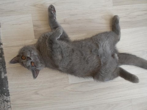 Baba british shorthair anne egzotik british 3 ay