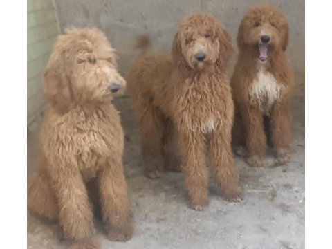 Kaliteli dev poodle yavrular