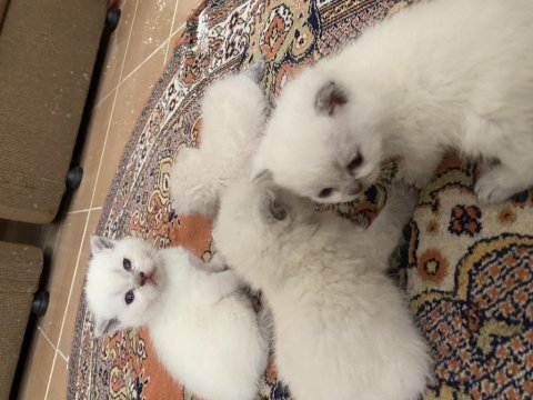 45 günlük kedilerimizi sahiplendirme