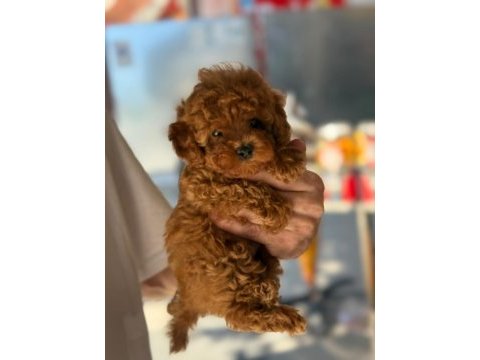 Sağlık ve ırk garantili toy poodle