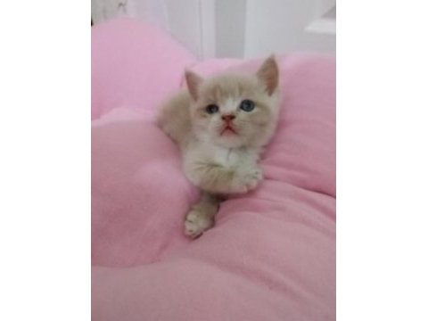 British shorthair ve scottish fold yavrular