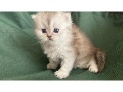 British longhair bebişler