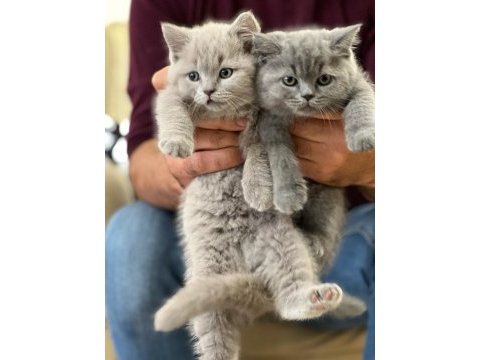 Mükkemmel kalite british shorthair yavrular
