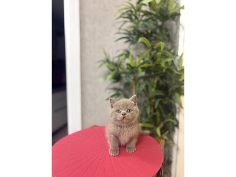 Özel renk brıtısh shorthair yavrularım 
