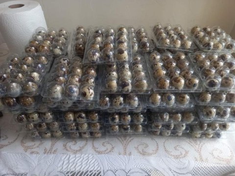 Tesax japon jumbo bıldırcın yumurta bulunur