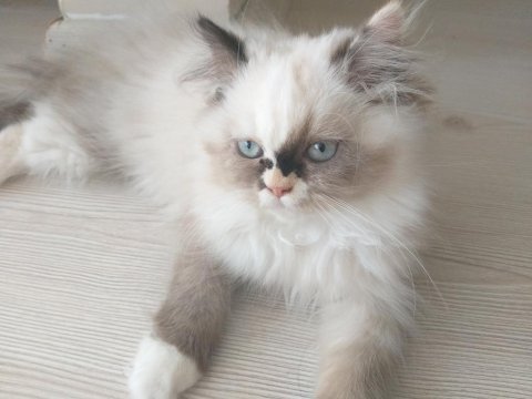 British longhair 2.5 aylık dişi tuvalet eğitimli