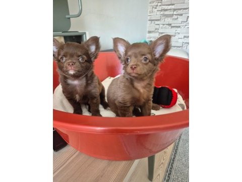Chihuahua şivava bebekler