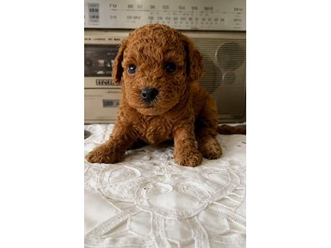 Aşılı orjinal garantili toy poodle