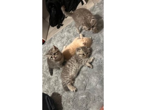 Scottish fold yavru