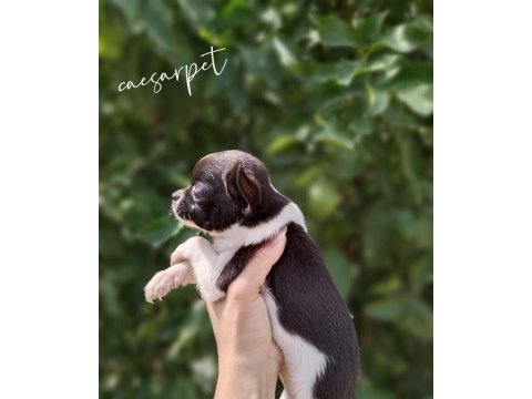 Chihuahua erkek yavrumuz yeni yuvasını arıyor
