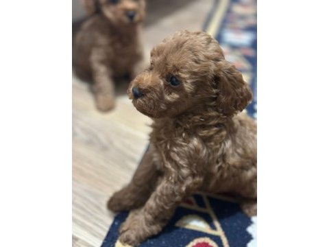 Poodle bebeklerimiz yeni yuvalarını bekliyor