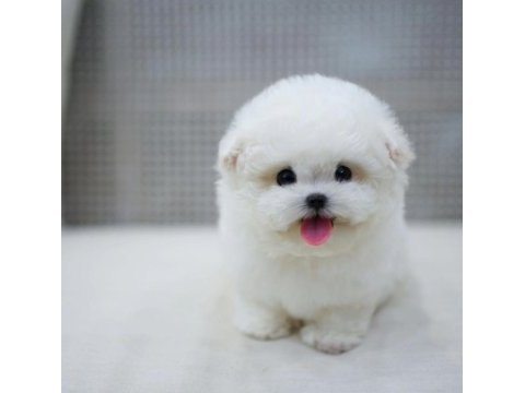 Safkan pomeranian boo köpekler