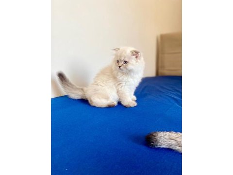Kendi kedimin yavrusu british longhair