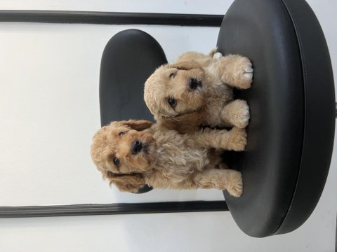 Toy poodle yavrular