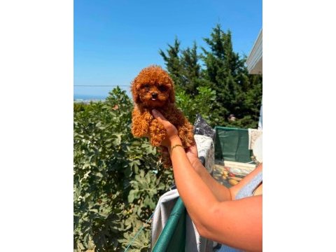 Ankara nın en güzel toy poodle yavruları