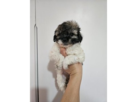 Erkek ve dişi yavru köpeğimiz