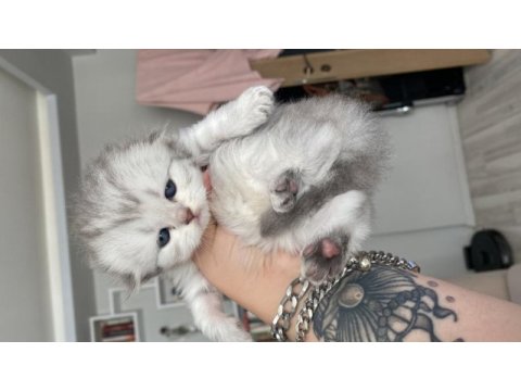 Eskişehir tepebaşından scottish fold longhair