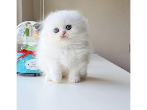 Safkan scottish fold longhair erkek yavrumuz