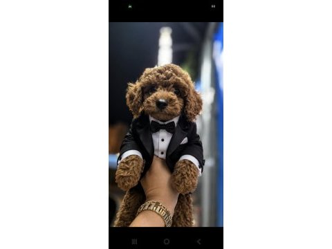 Poodle yavrum