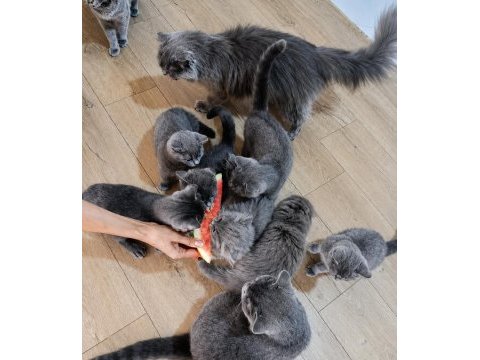 Hayatınıza neşe katacak british shorthair yavru