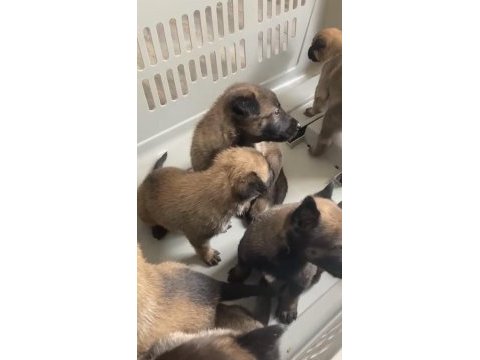 Belçika malinois yavruları