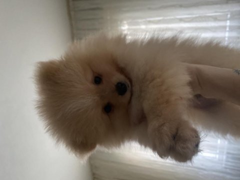 Köpeğimiz boyka sahibini arıyor