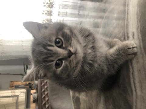 3 güzel british shorthair kızım yeni sahiplerini arıyor