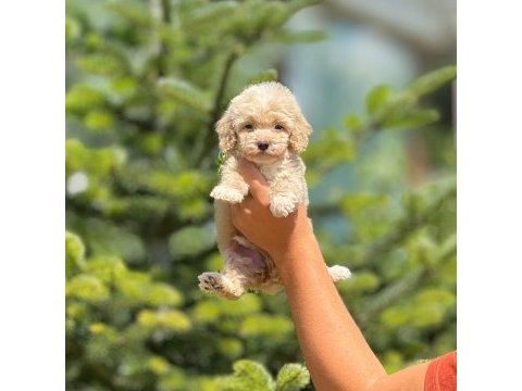 Maltipoo bebek köpekleri