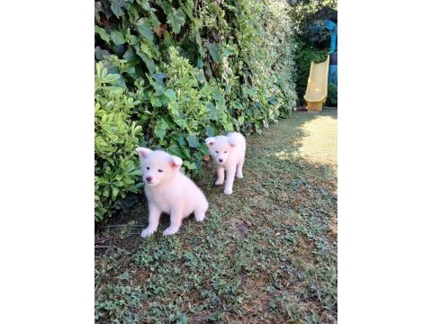 Akkuş üretim çiftliğinden akita yavruları