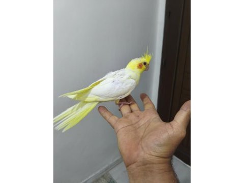Ele alıştırmalık sultan papağanı
