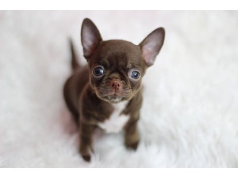 Show teacup chocolate chihuahua