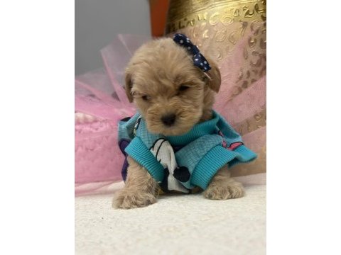 Orjinal maltipoo yavrularımız