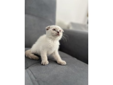 Lilac kan hattı scottish fold yavrular