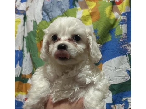 Yavru maltese terrier