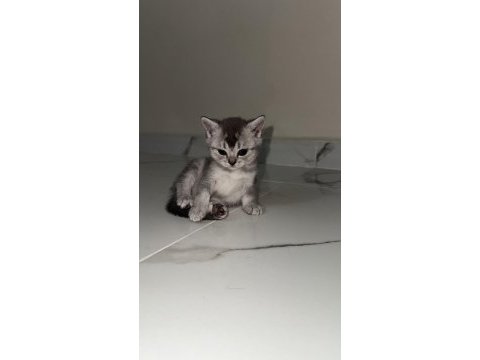 British shorthair yavrularımız 2 aylık