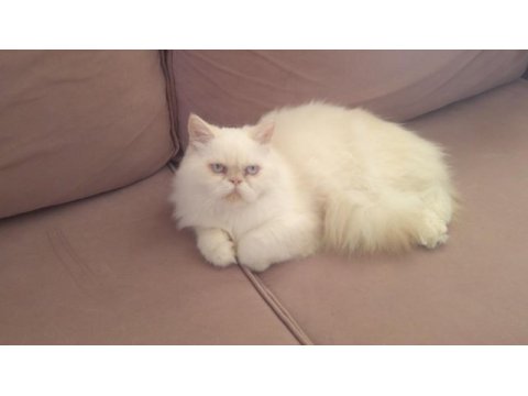 Yakışıklı iran kedisi oğlum