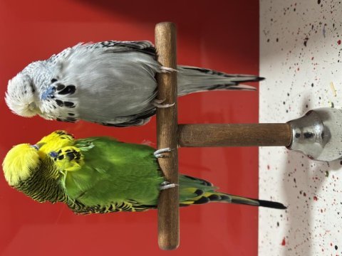 Hazır çift tek erkek yavru kuşumuz