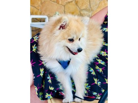 Köpeğimiz kuki için ömürlük yuvasını arıyoruz
