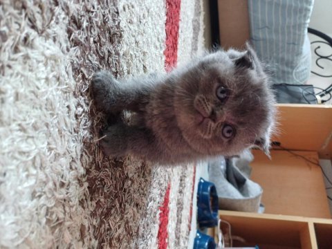 3 yavru 45 günlük izmir içi british shorthair
