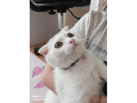 4 aylık scottish fold