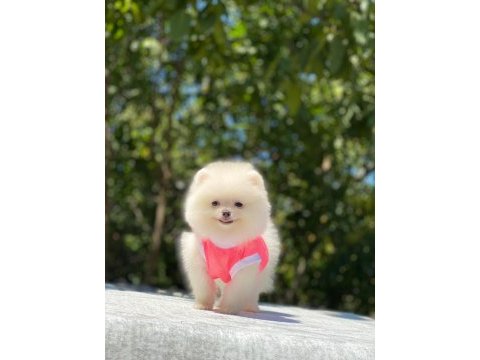 Orjinal spitz olmayan pomeranian boo çocuklarımız