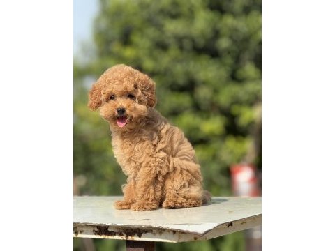 Korea kan toy poodle bebek köpekler