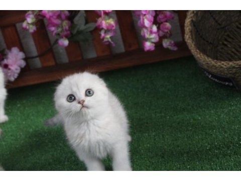 Full şecereli scottish fold yavrularım