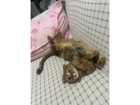 Ücretsiz sahiplendirme 2 yaşında scottish fold