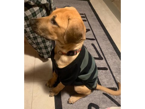 Labrador kırma erkek 5 aylık aşıları tam