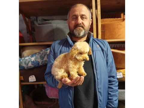 Toy poodle yavrularımız sağlık ve ırk garantili