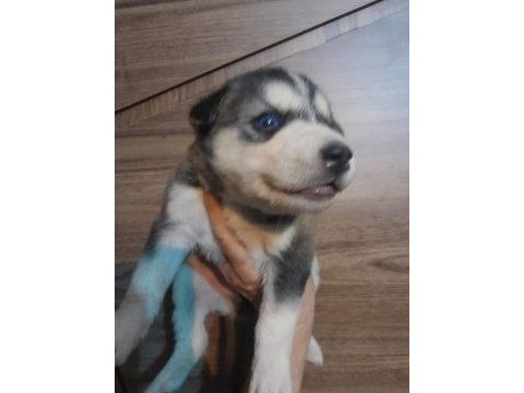 Kaliteli sağlıklı sibirya (husky) yavrularımız